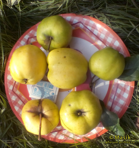 Голден Резистент яблоки