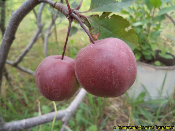 Парадизка Будаговского фото плодов