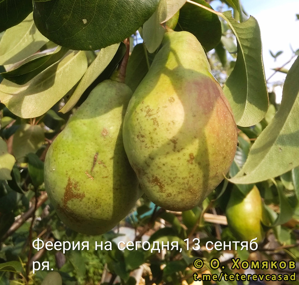 Груша Феерия - описание сорта и фото груш