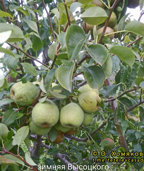 Зимняя Высоцкого фото  плодов
