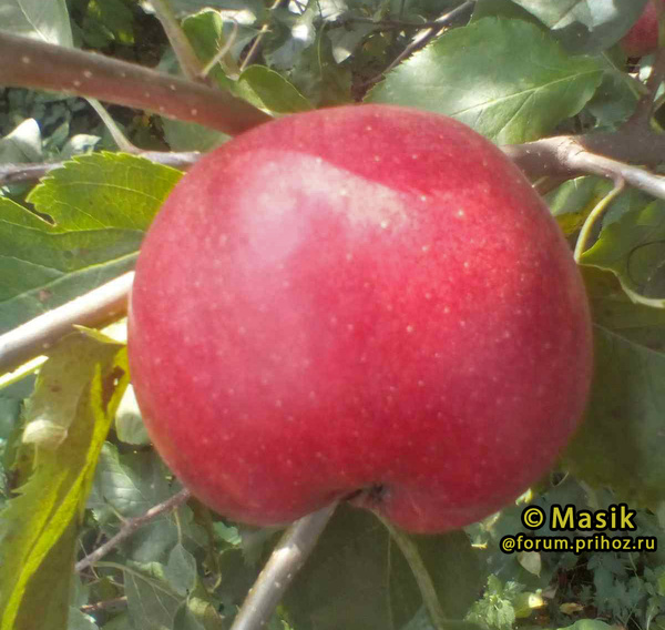 Рубинстар фото плодов