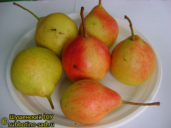 Каратаевская фото плодов