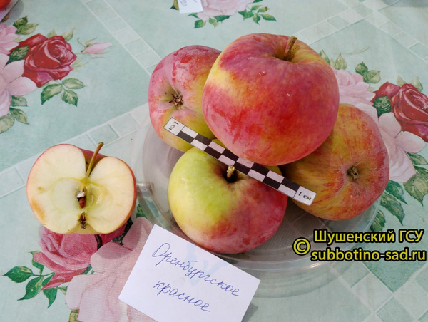 Оренбургское красное фото плодов