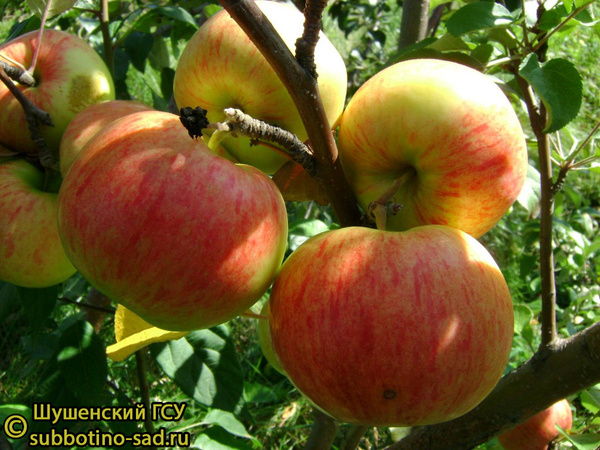 Осенняя радость яблоки