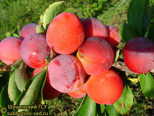 Plum Peresvet – popis odrůdy, fotografie, recenze zahradníků
