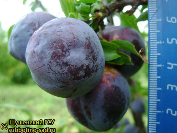 Чемальская синяя фото плодов