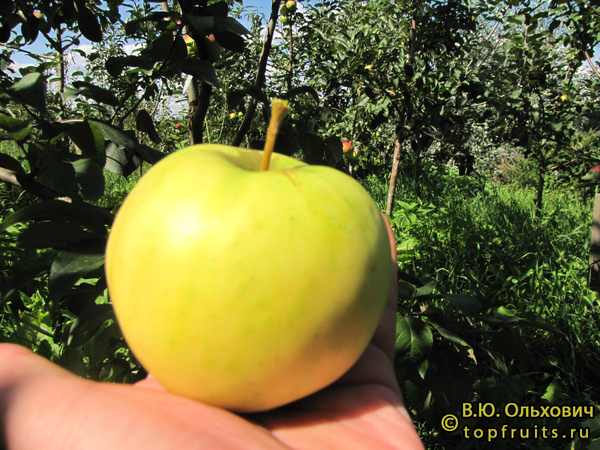 БЕЛОЕ ИММУННОЕ фото яблока