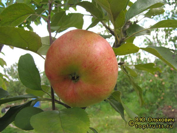 ВАСИЛИСА фото яблока