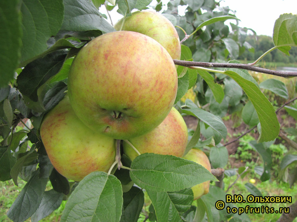 ГОРДЕЕВСКОЕ фото яблок