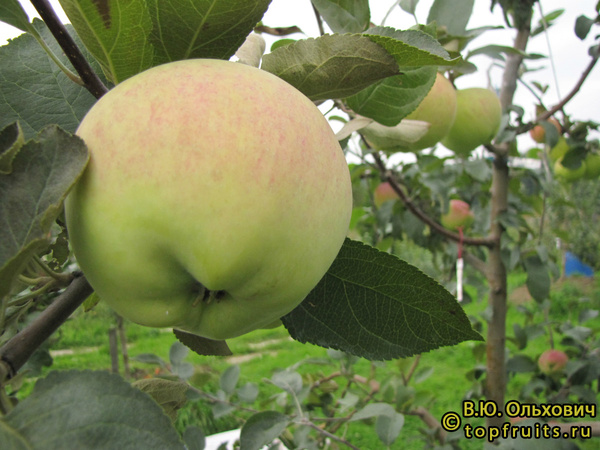 ДАРЕНА фото яблок