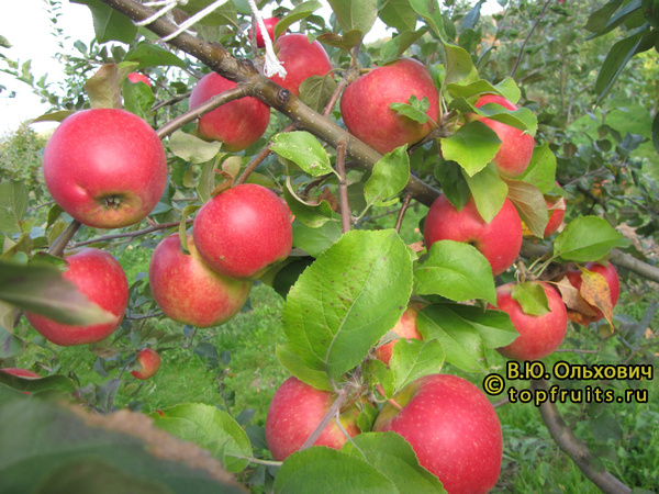 ДЕЛЬБАР ЖЮБИЛЕ фото яблок