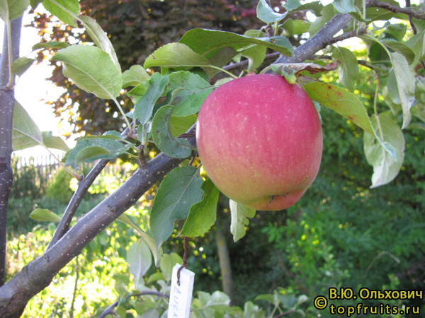 ДИСКАВЕРИ фото яблока