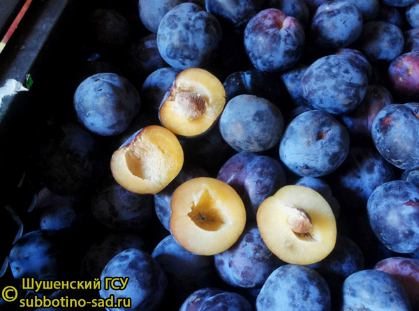 Иркутская красавица фото плодов