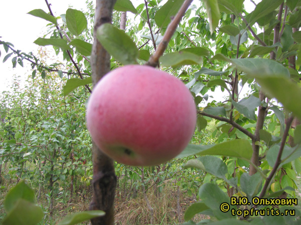 Орловская заря фото яблока