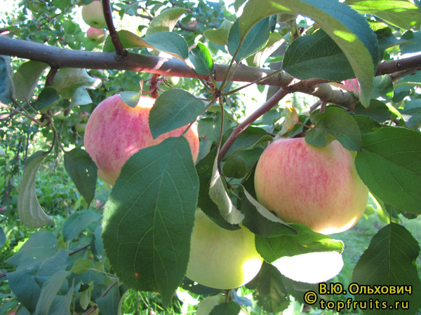 Память Исаева яблоки