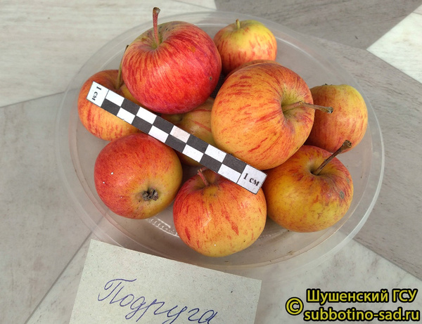 Jablečná odrůda Přítelkyně. Popis, fotky, recenze