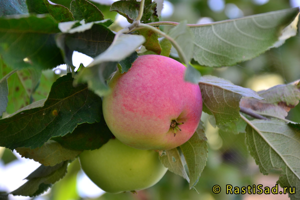 Налив розовый яблоки