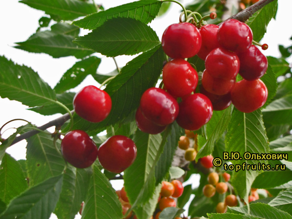 Cherry Sinyavskaya – popis odrůdy, fotografie, recenze zahradníků