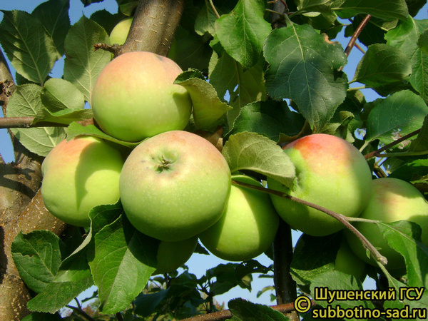 Скромница Калентьева фото яблок