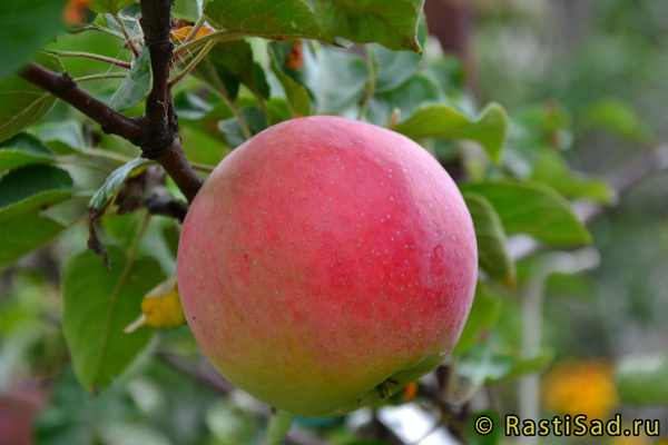 Сябрына фото яблока