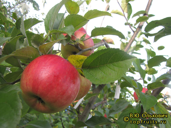 ДОМИНО фото яблока