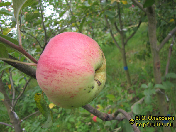 КАРПОВСКОЕ фото яблока