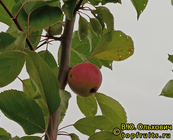 ЛОГИНФОЛИЯ фото яблока