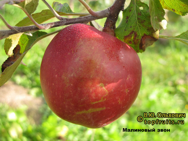 МАЛИНОВЫЙ ЗВОН фото яблока