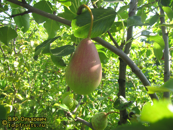 Груша Красивая - описание сорта и фото груш