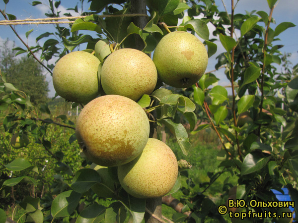 Груша Лучистая - описание сорта и фото груш