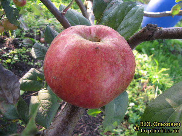 ГРАВЕНШТЕЙНСКОЕ фото яблока