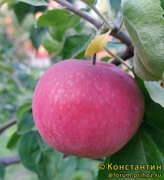 Женева Эрли фото яблока