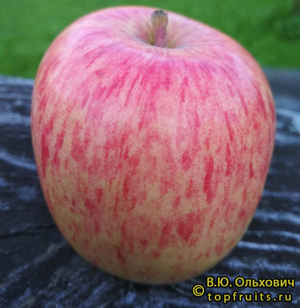 СЛАСТЕНА фото яблока