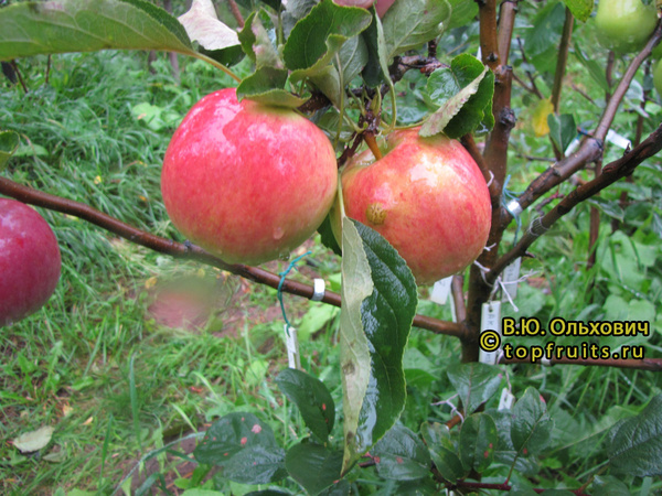 ТРАШИ 7 фото яблок