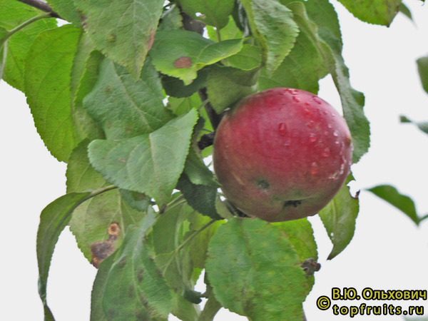 ФУКУТАМИ фото яблока