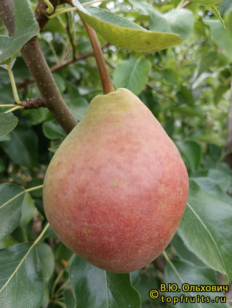 Груша Суперлетняя - описание сорта и фото груш