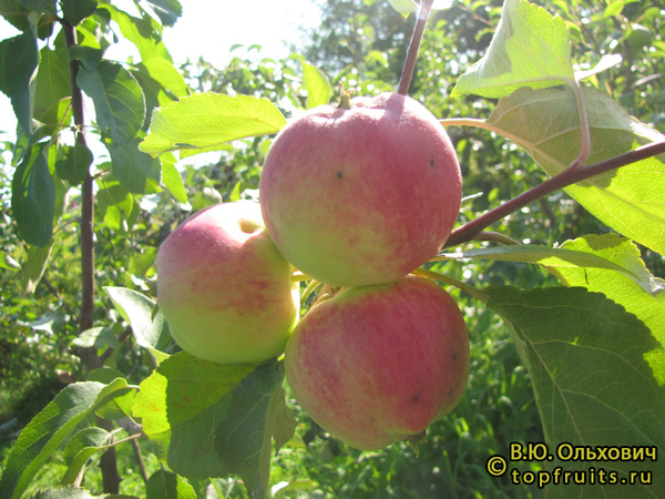 Эмилия фото яблок