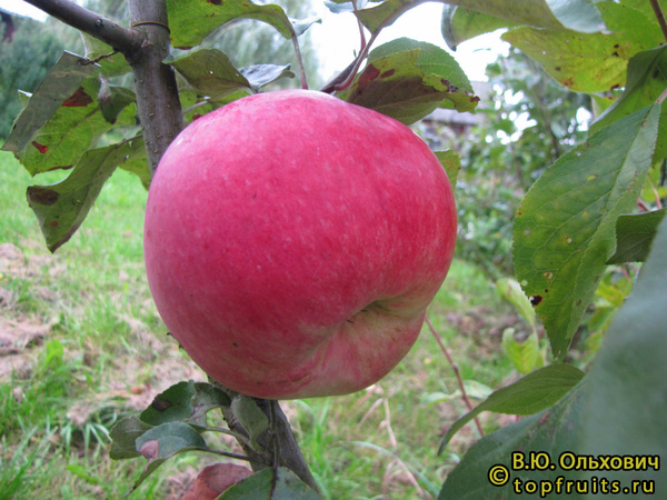  ЭРИКСОН фото яблока
