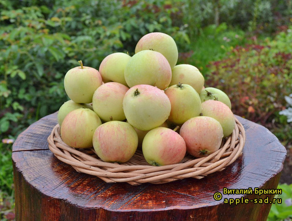 Кипарисовое фото яблок
