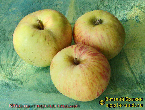 Мальт Крестовый фото яблок