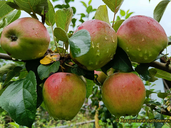 Моди фото яблок