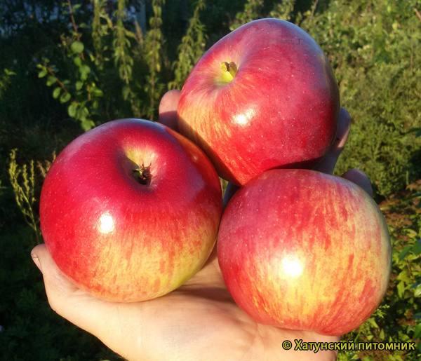 Орловское Полосатое фото яблок