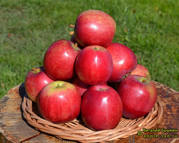 пепин башкирский фото яблок