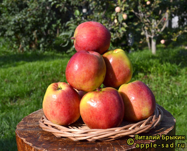 Первоуральская фото яблок