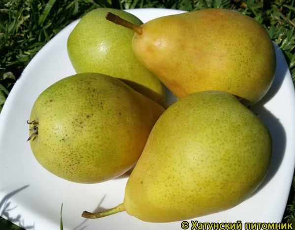 Румяная летняя фото плодов