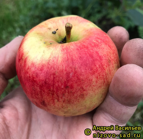 Спутник фото яблока