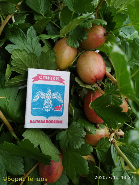 Уральский Розовый фото ягод крыжовника