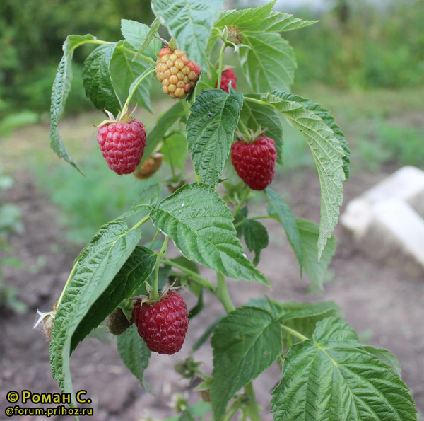 Үлкен есектері бар порно жұлдыздар Жыныс мүшесін жыныс еріндерімен уқалаңыз