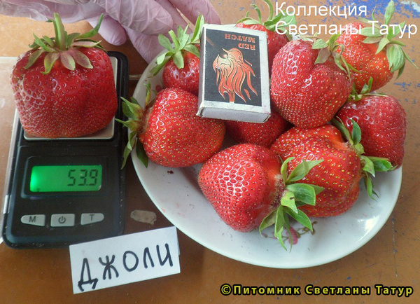 Джоли фото ягод земляники