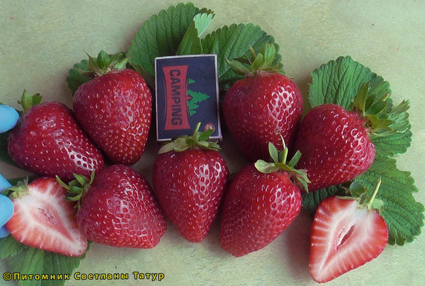 Капри фото ягод земляники